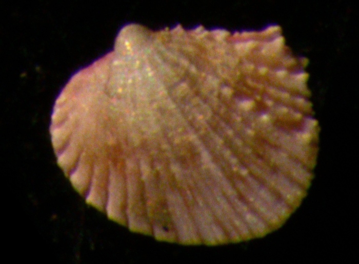 Acanthocardia juv.